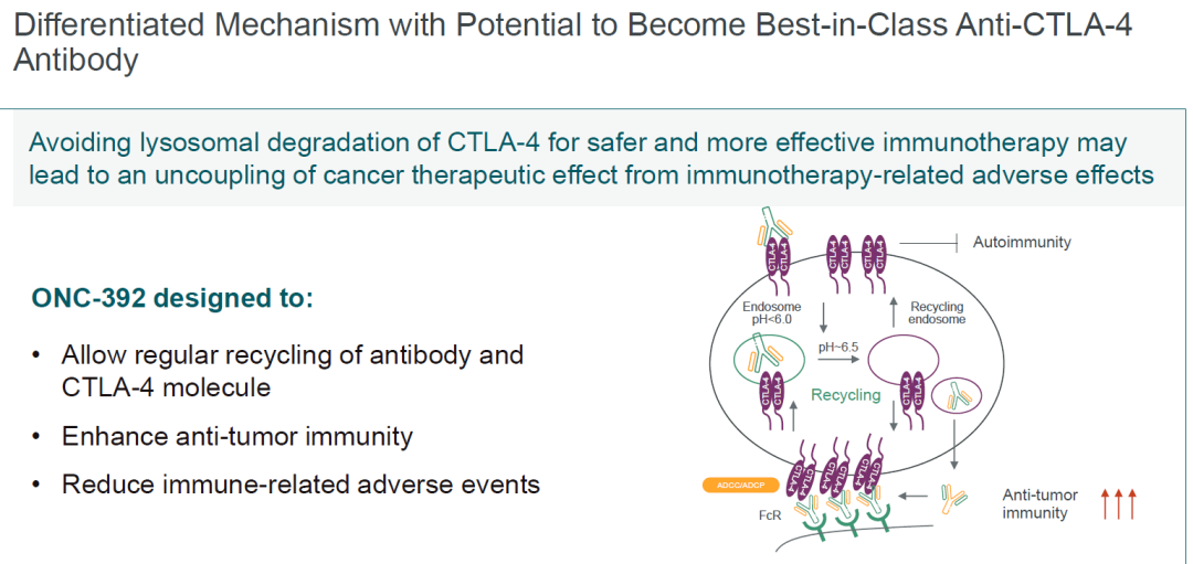 昂科免疫：新一代CTLA-4抗体启动国内三期临床
