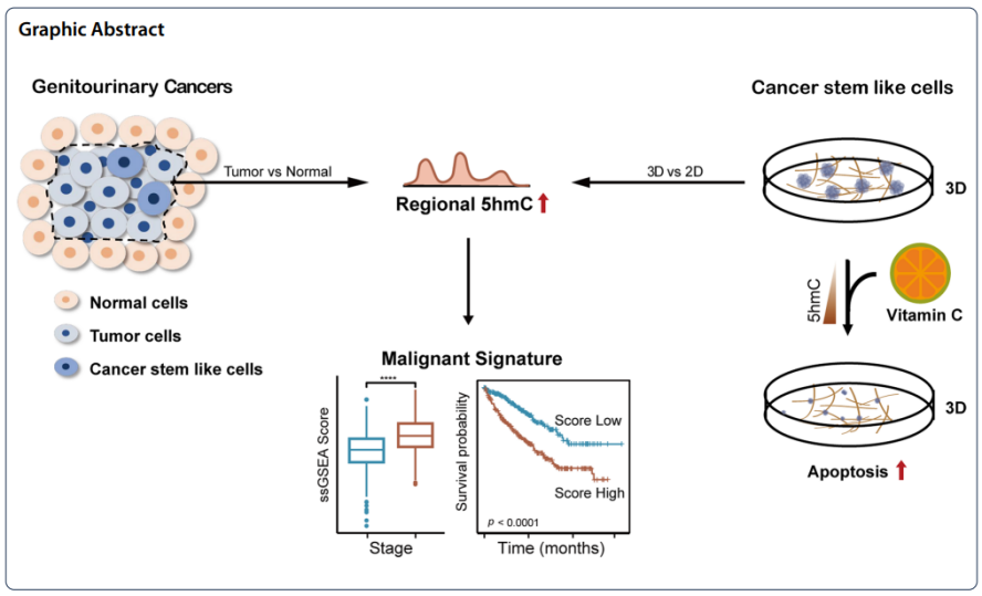 Clinical Epigenetics:揭示5hmC在泌尿生殖系统肿瘤中的表观调控机制