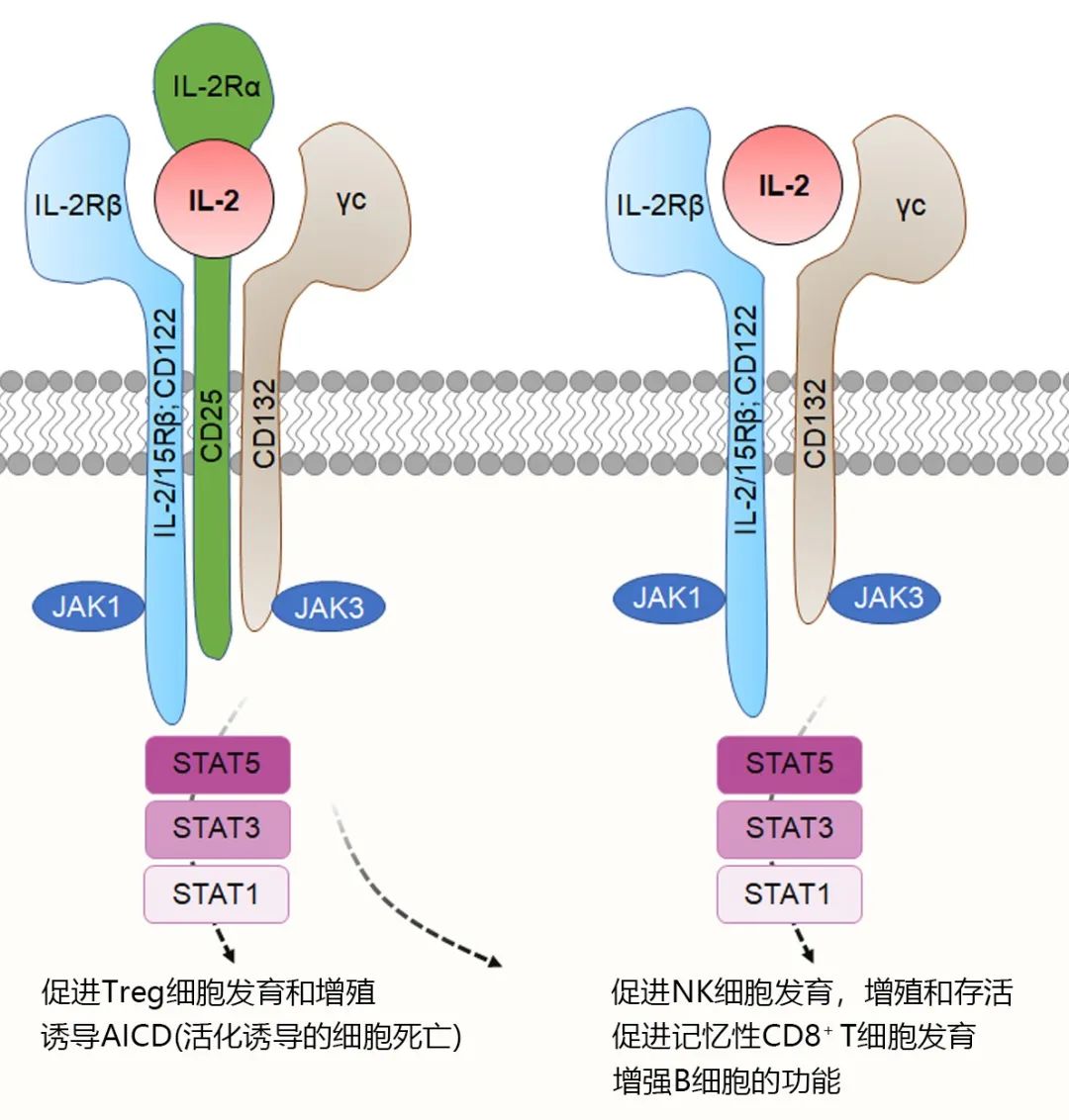 先声自研白介素-2突变Fc融合蛋白SIM0278完成首例受试者用药