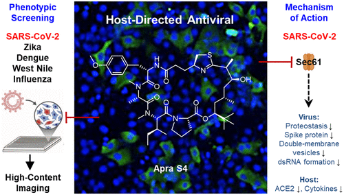 ACS子刊：新研究表明Sec61抑制剂apratoxin S4可强效抑制包括新冠病毒在内的许多病毒，有望开发为一种泛病毒疗法