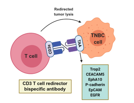 双特性抗体有望在三阴性乳腺癌(TNBC)治疗领域占有一席之地