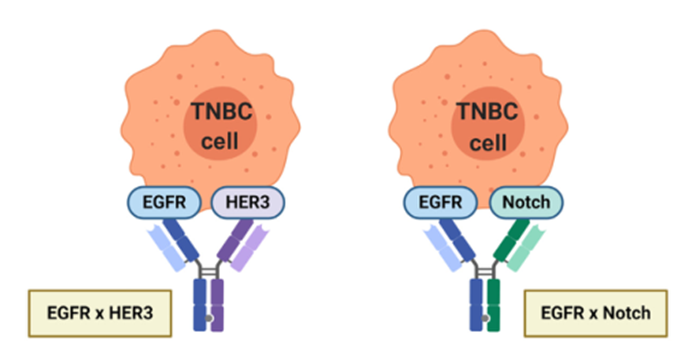 双特性抗体有望在三阴性乳腺癌(TNBC)治疗领域占有一席之地