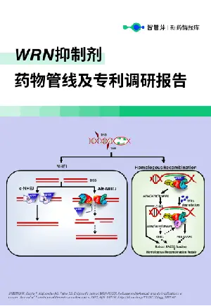 WRN抑制剂药物管线及专利调研报告